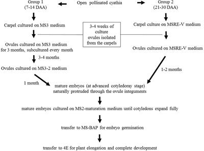 Protocol for Rescuing Young Cassava Embryos